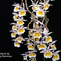 Dendrobium sp.-2.JPG
