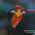 Bulbophyllum purpureifolium.JPG