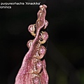 Bulbophyllum purpureorhachis 'Ainaokika'.JPG