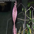 Bulbophyllum purpureorhachis 'Ainaokika'-1.JPG