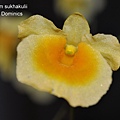 Dendrobium sukhakulii-1.JPG