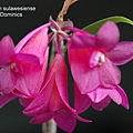Dendrobium sulawesiense.JPG