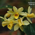 Dendrobium sulcatum-1.JPG