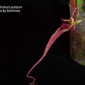 Bulbophyllum putidum.jpg