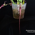 Bulbophyllum putidum-1.jpg