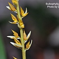 Bulbophyllum ruffinum.JPG