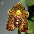 Bulbophyllum sp..JPG