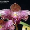 Bulbophyllum sumatranum.JPG