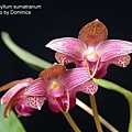 Bulbophyllum sumatranum-1.JPG