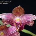 Bulbophyllum sumatranum-2.JPG