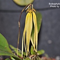 Bulbophyllum thiurum.JPG