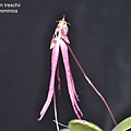 Bulbophyllum treschii.JPG