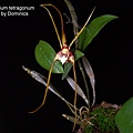 Dendrobium tetragonum.jpg