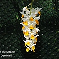 Dendrobium thyrsiflorim.JPG