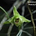 Dendrobium tosaense-2.jpg