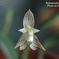 Bulbophyllum ambrosia.JPG