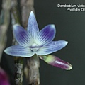 Dendrobium victoriae-reginae-1.jpg