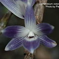 Dendrobium victoriae-reginae-2.JPG