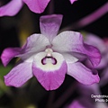 Dendrobium linawianum-2.JPG