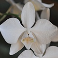 Phalaenopsis aphrodite-2.JPG