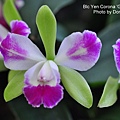 Blc.  Yen Corona 'Green Genie'.JPG