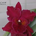 Blc. Chia Lin 紅玫瑰.JPG