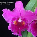 Blc. Herons Roon 'Grapeland'.JPG