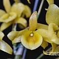 Dendrobium friedericksianum-2.JPG