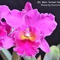 Blc. Mem. Susan Hawkins '黑馬'.JPG