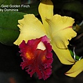 Blc. Tainan Gold Golden Finch-1.JPG
