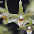 Dendrobium officinale-1.JPG