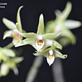 Dendrobium officinale-2.JPG