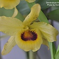 Dendrobium friedericksianum-3.JPG