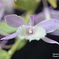 Dendrobium aphyllum-3.JPG