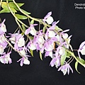 Dendrobium aphyllum-4.JPG