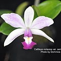 Cattleya violacea var. semi-alba flamea.JPG