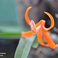 Dendrobium lamyaiae-1.JPG