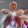 Phalaenopsis corningiana.JPG