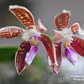 Phalaenopsis corningiana-1.JPG