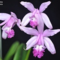 Cattleya intermedia-1.JPG