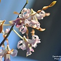 Dendrobium tangerinum-1.JPG