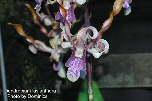 Dendrobium lasianthera-1.JPG