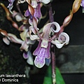 Dendrobium lasianthera-1.JPG