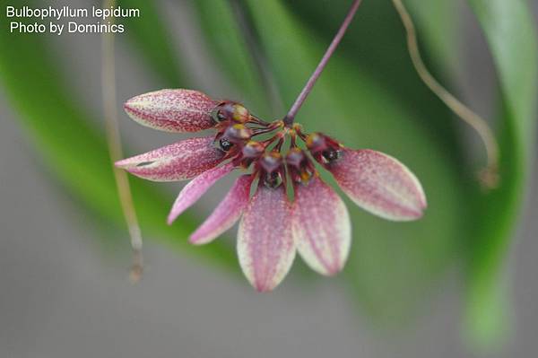 Bulbophyllum lepidum-2.JPG