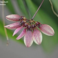 Bulbophyllum lepidum-2.JPG