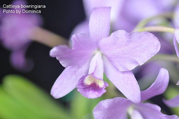 Cattleya bowringiana.JPG