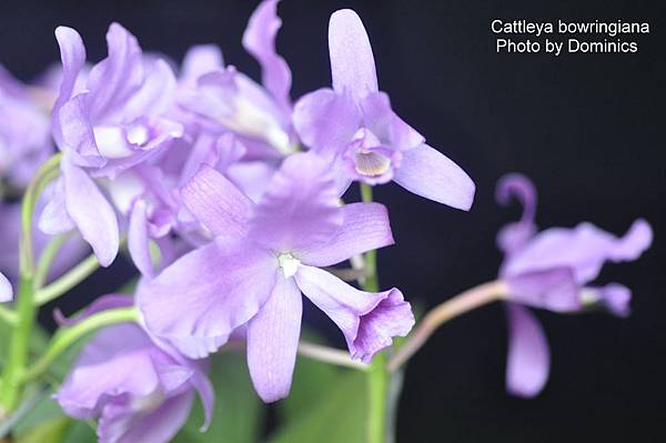 Cattleya bowringiana-3.JPG