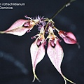 Bulbophyllum rothschildianum.JPG