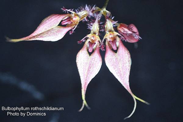 Bulbophyllum rothschildianum-1.JPG
