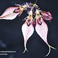 Bulbophyllum rothschildianum-1.JPG